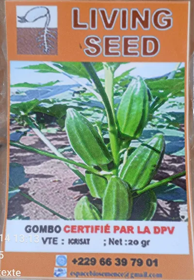 Gombo ICRISAT