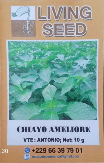 Tchiayo (basilic africain) Locale