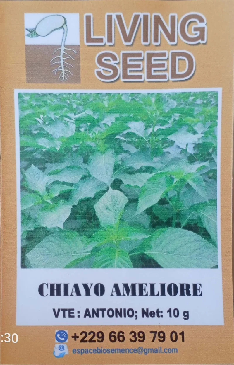 Tchiayo (basilic africain) Locale