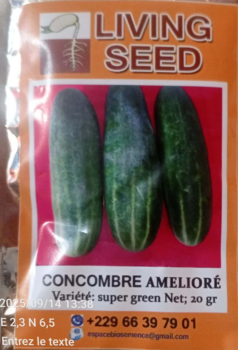 Concombre Super green